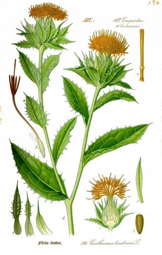 Světlice barvířská