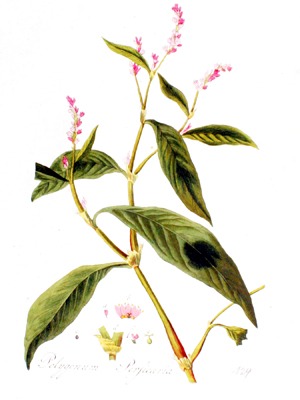 Rdesno barvířské