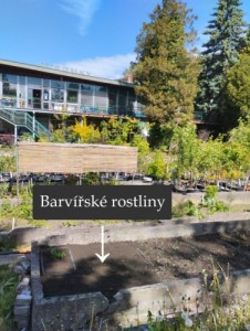 Barvířské rostliny