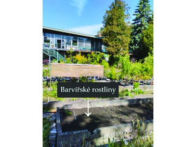 Barvířské rostliny