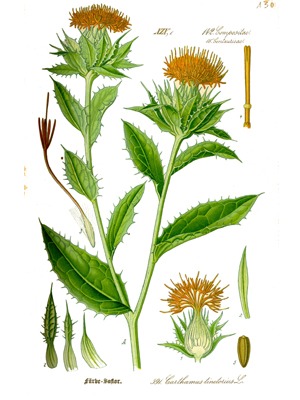 Světlice barvířská